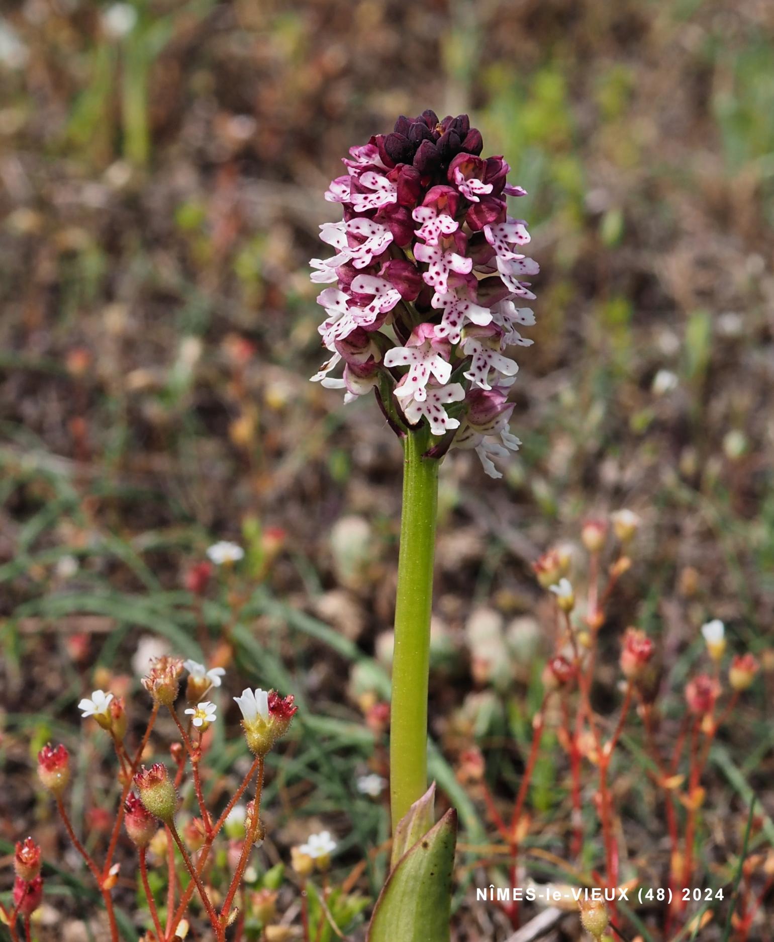 Orchid, Burnt